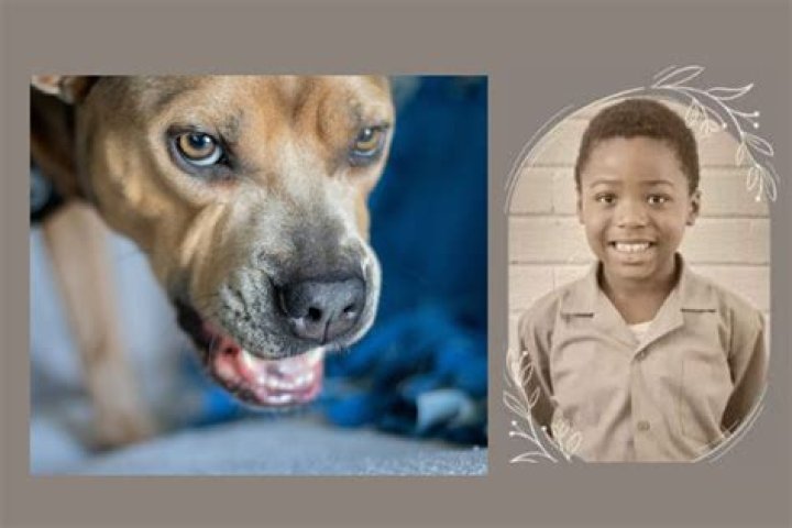 
Betty Ann Williams From Calgary Mauled To Death By Neighbour Lane’s Pitbull Dogs 