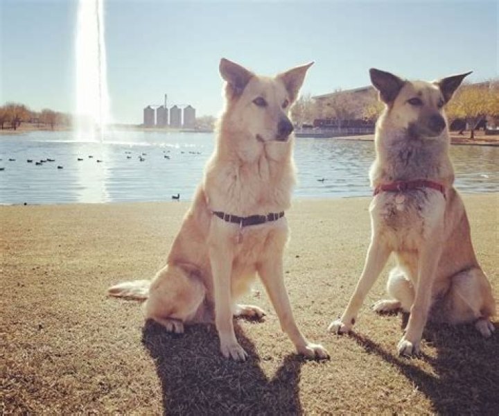 
Billy Arthur Walden Age, Birthday, Wikipedia, Who, Nationality, Biography 