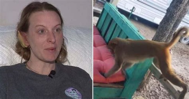 
Brittany Parker: Pet monkey shot dead after he almost rips Oklahoma woman’s ear and hair off her head 