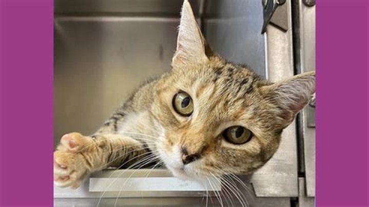 
California Cat Missing for 9 Years Turns Up at an Idaho Shelter 1,000 Miles from Home 