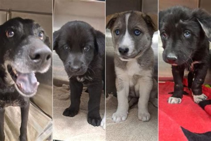 
Good Samaritan Rescues Panicking Dog Mom and Puppies Abandoned in Kentucky Creek 