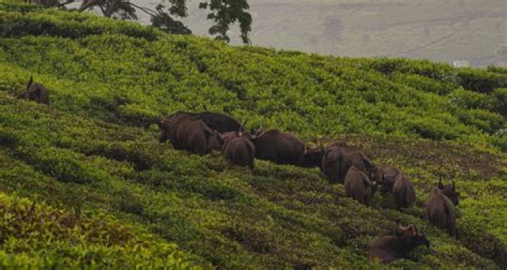 
Horticulture farm in TN’s Nilgiri Biosphere Reserve to close to facilitate elephant movement 