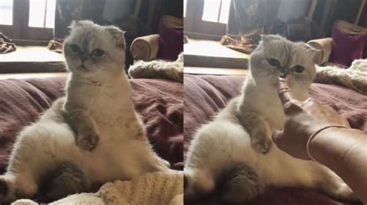 
How much is Taylor Swift’s Scottish Fold worth? Olivia Benson ranked third richest pet in the world 