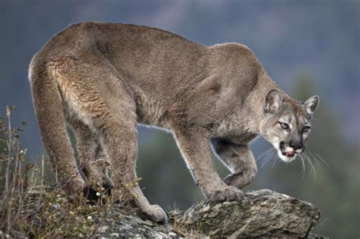 
Mountain lion attacks man in hot tub at Colorado rental home 