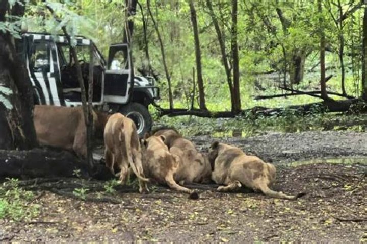 
Outside school, a 12-year-old girl was severely assaulted by dogs in front of horrified children. 