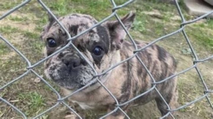 
The ‘Best Breeder in South Carolina’ Fatally Shot While Selling One of His French Bulldogs 