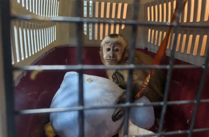 
Two exotic animals seized in Assam 