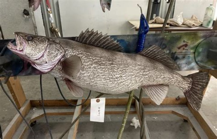 
Tyler Erickson Obituary, What was Tyler Erickson Cause of Death? 