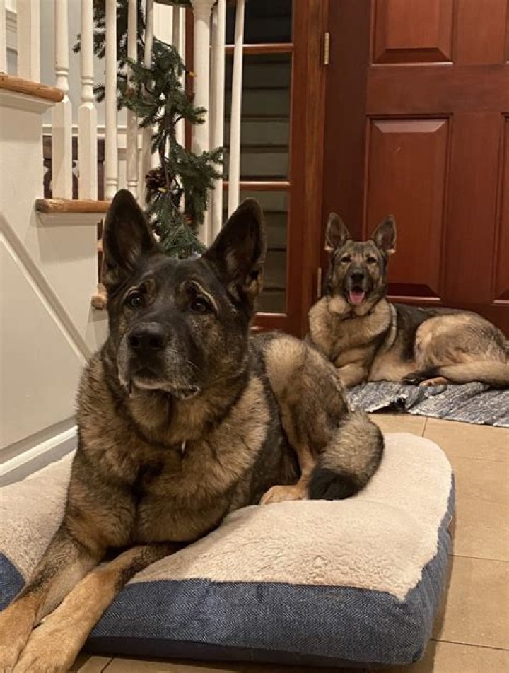 What did Michael Konschak do? New York man charged over killing pet dogs in Ridgefield