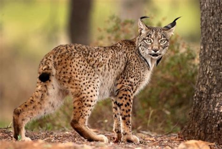 Where Are Lamb And Lynx Now? Teen Twins Known For “Prussian Blue” Pop Duo
