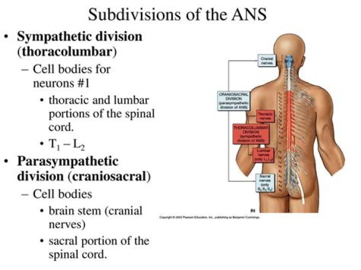
Which is the craniosacral division? 