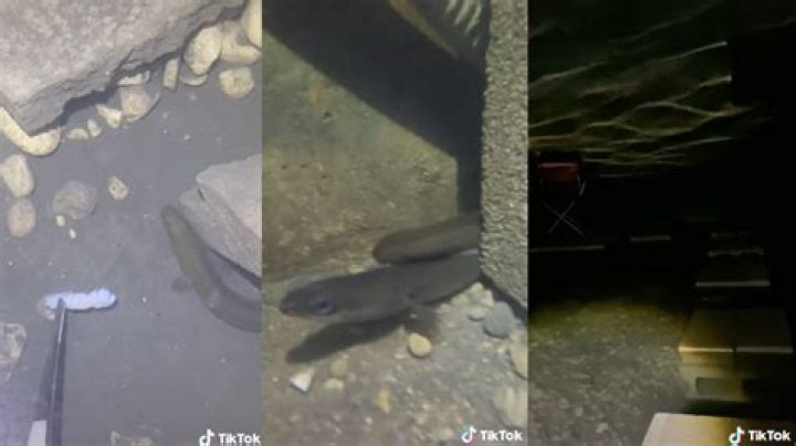 
Who Is Eel Pit Guy on Tiktok? Nick Tobler Makes News As Eel Daddy And Twitter Has Opinions 