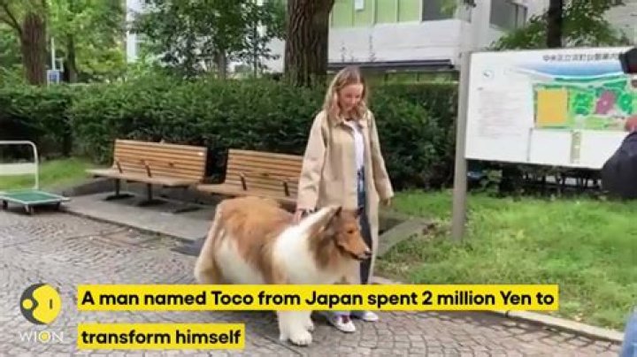 
Who is Toco dog man? Japanese-native becomes canine after buying $15,000 Collie costume 