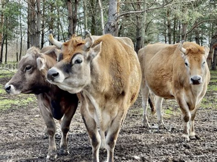 
Who Is Tracy Murphy? Asha’s Farm Sanctuary Owner Arrested For Larceny, Refused To Return Cows To Rightful Owner 