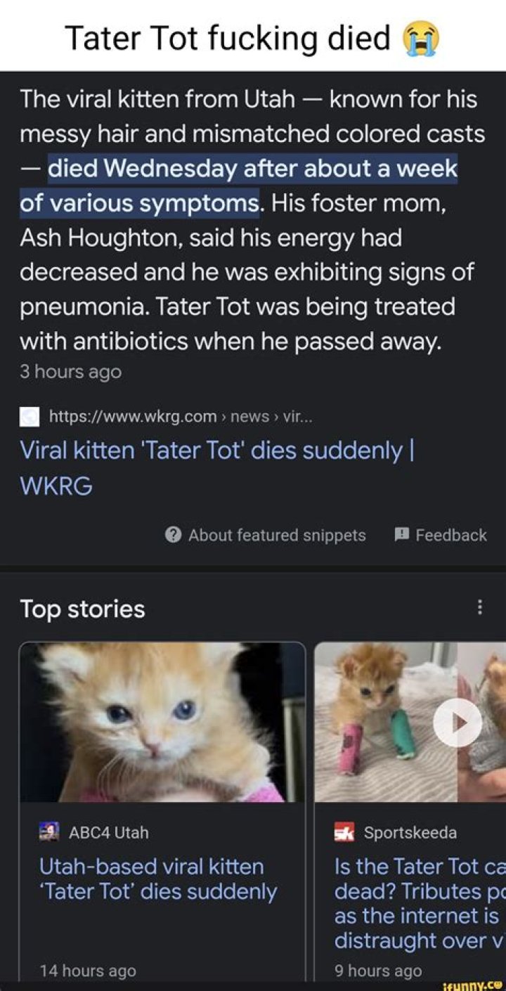 Who was Tater Tot? Disabled viral kitten’s cause of death, instagram, memes and more
